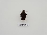 藏品(巴蘭陷紋金龜)的圖片